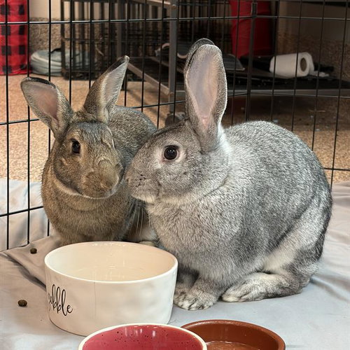 JOAN, a rabbit for adoption from MSPCA - Boston Animal Care and Adoption Center
