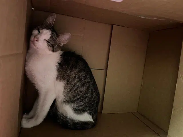 Piggly Wiggly - Domestic Short Hair
