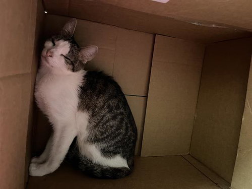 PIGGLY WIGGLY, a cat for adoption from MSPCA - Boston Animal Care and Adoption Center