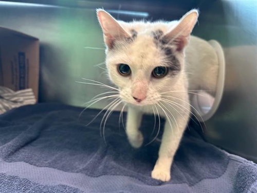 DOLLA, a cat for adoption from MSPCA - Boston Animal Care and Adoption Center