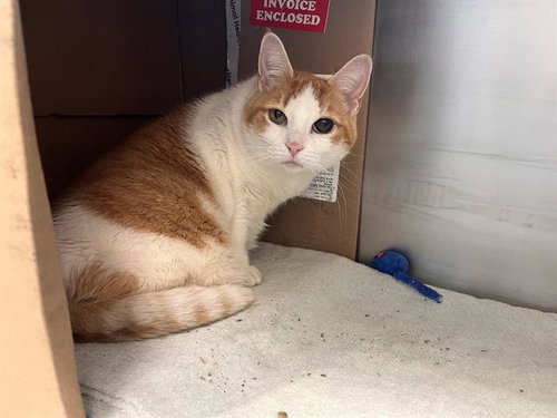 LUSI, a cat for adoption from MSPCA - Boston Animal Care and Adoption Center