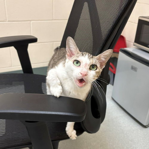 MILA, a cat for adoption from MSPCA - Boston Animal Care and Adoption Center