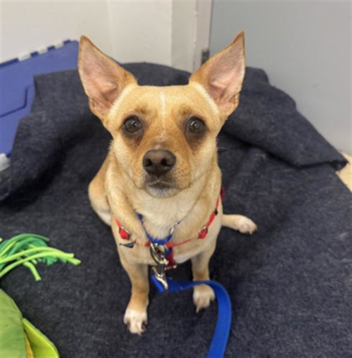 MALUCO, a dog for adoption from MSPCA - Boston Animal Care and Adoption Center