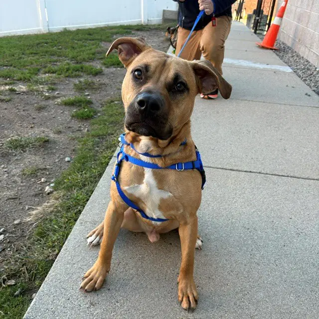 Jack - Pit Bull Terrier