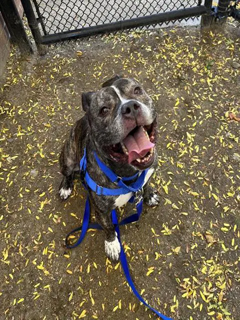 Lil Andy - Pit Bull Terrier