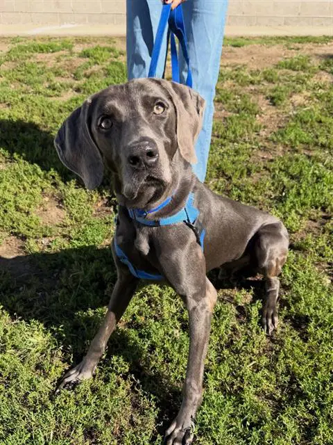 Percy - Weimaraner