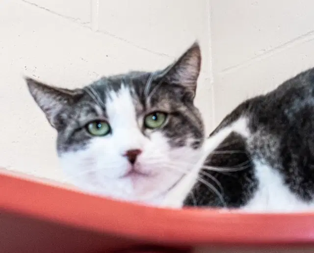 Morrey - Domestic Short Hair