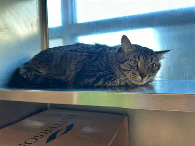 Christiano - Domestic Short Hair