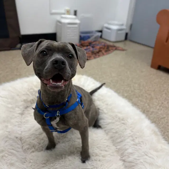 Lorna - Pit Bull Terrier