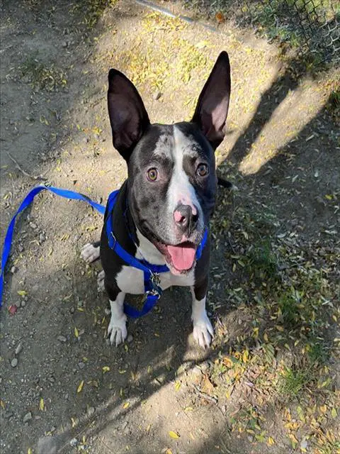 Messi - Pit Bull Terrier