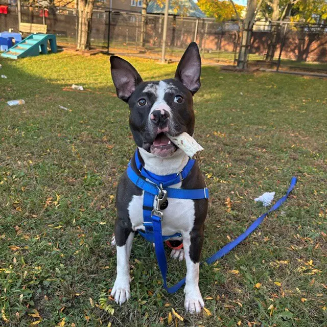 Messi - Pit Bull Terrier