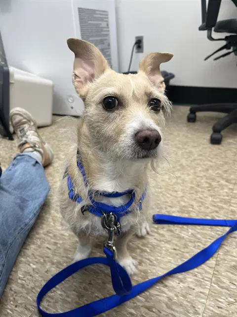 Chloe - Cairn Terrier