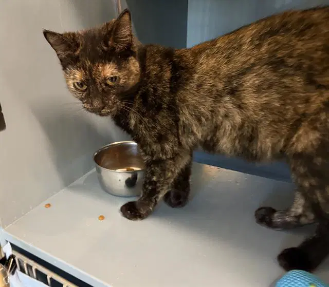 Camille - Domestic Short Hair