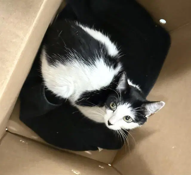 Domino - Domestic Short Hair