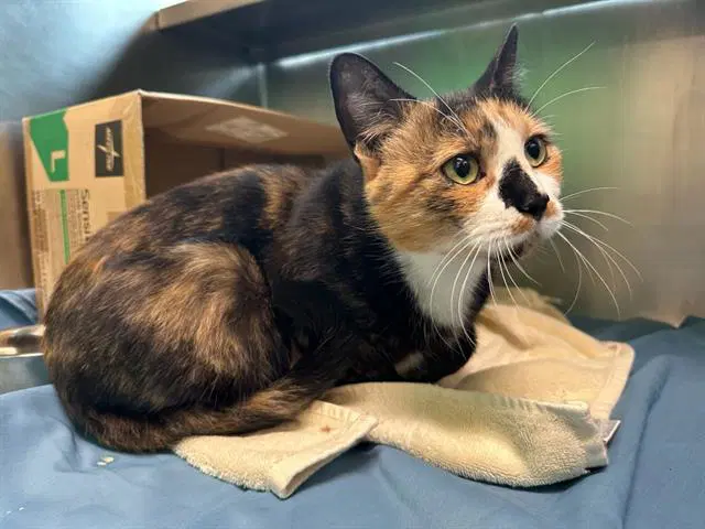 Lutece - Domestic Short Hair