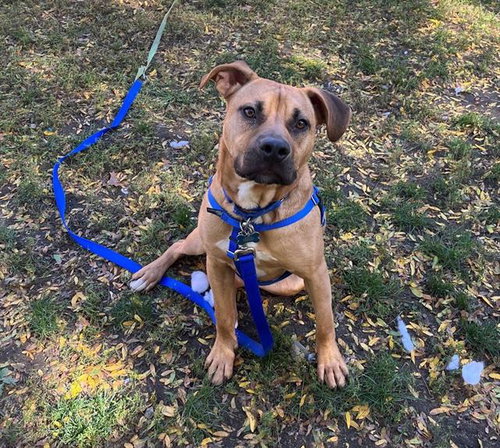 Jack, Pit Bull Terrier / Mixed (medium coat)