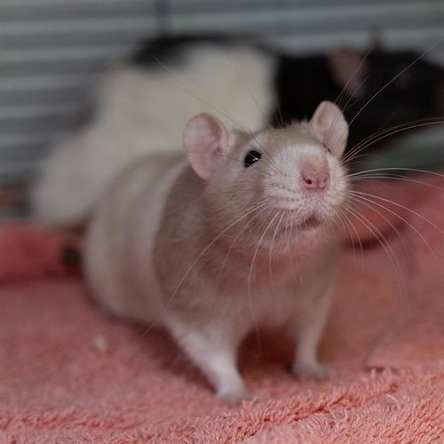 Toasty, Rat (medium coat)