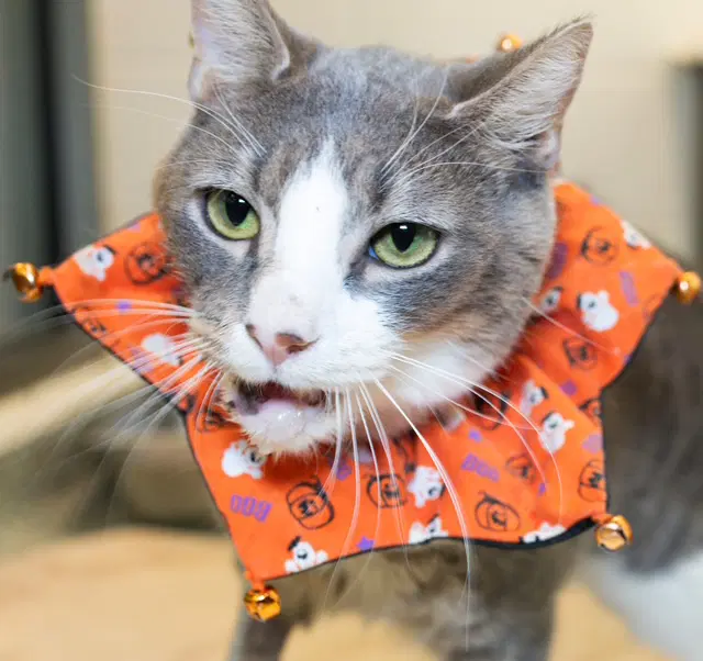 Jaws - Domestic Short Hair