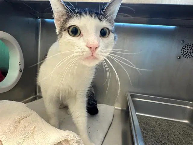 Rusty - Domestic Short Hair