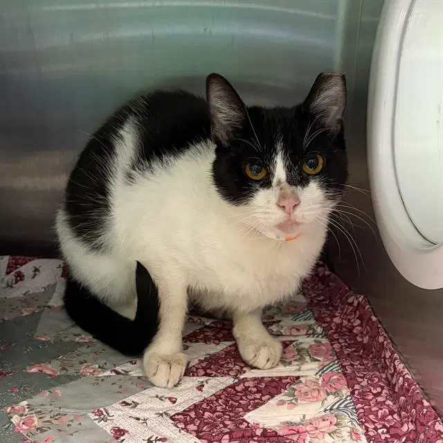 Fern - Domestic Short Hair