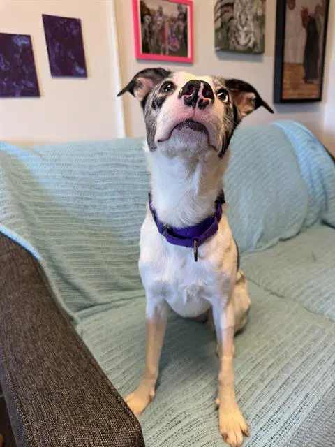 Sabrina - Catahoula Leopard Dog