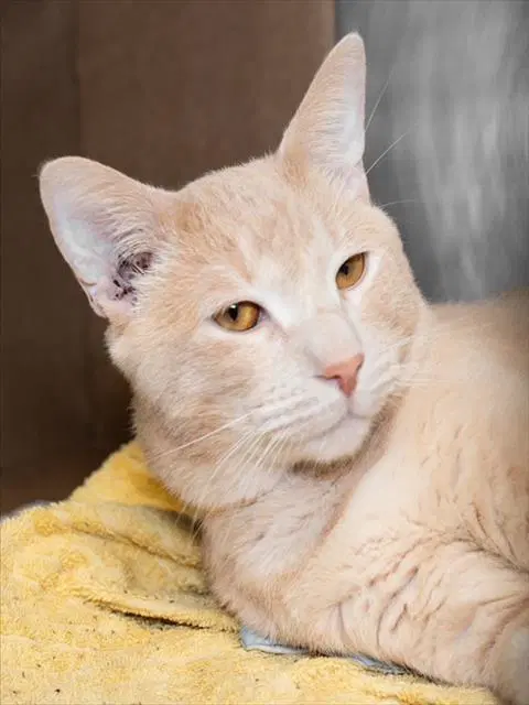 Georgie - Domestic Short Hair