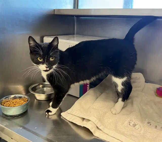 Little Paws - Domestic Short Hair