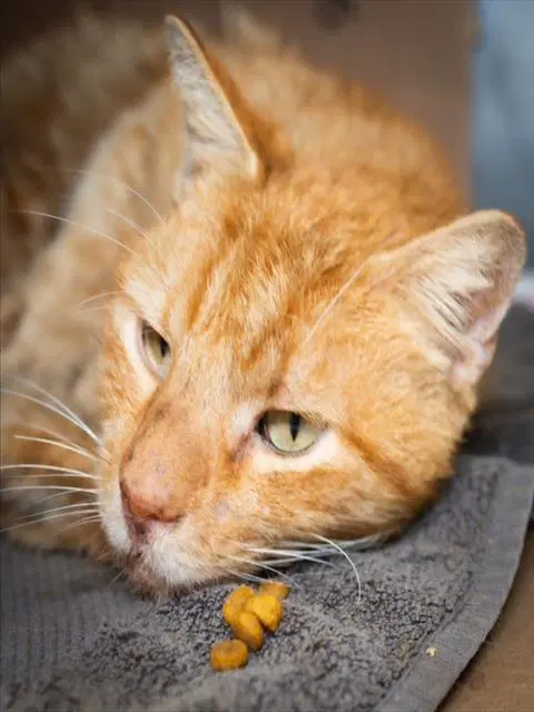 Blondie-Felv - Domestic Short Hair