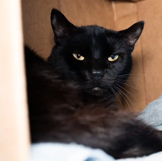 Thorns - Domestic Short Hair