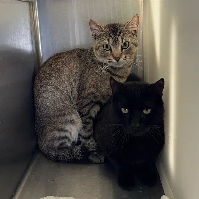Mist - Domestic Short Hair
