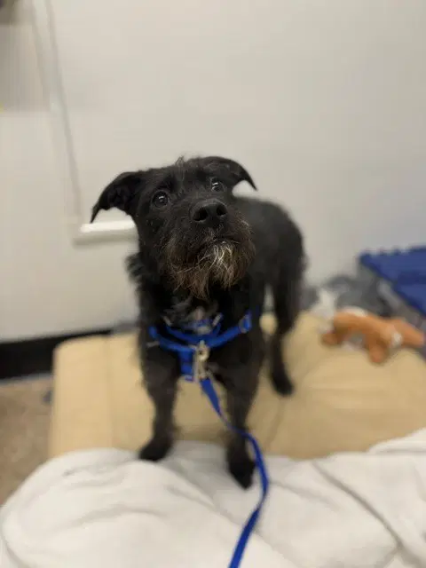 Etta - Poodle (Standard)