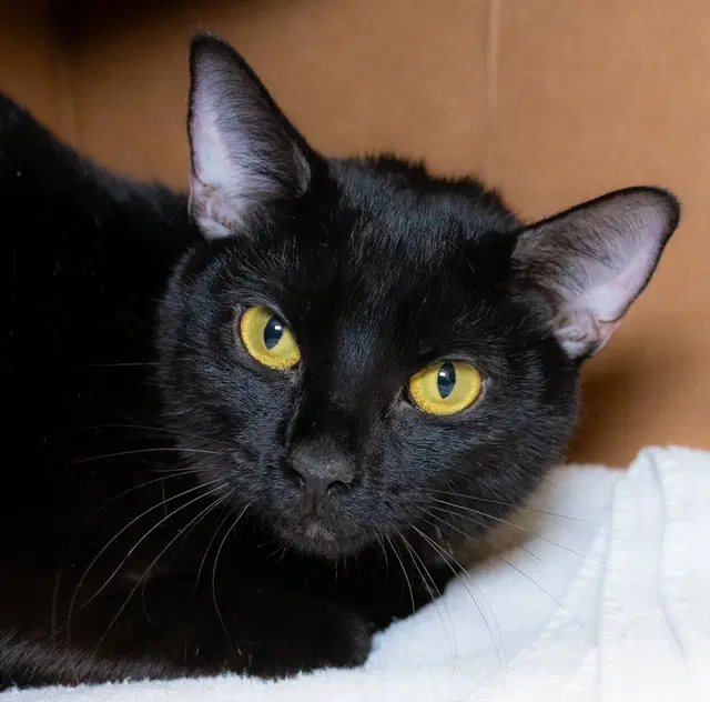 Aggie Cromwell - Domestic Short Hair