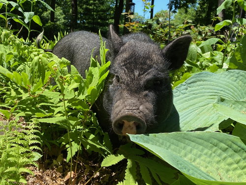 Jaxon, a pig for adoption from The Last Resort
