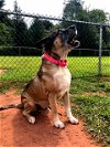adoptable Dog in , NJ named Hershal
