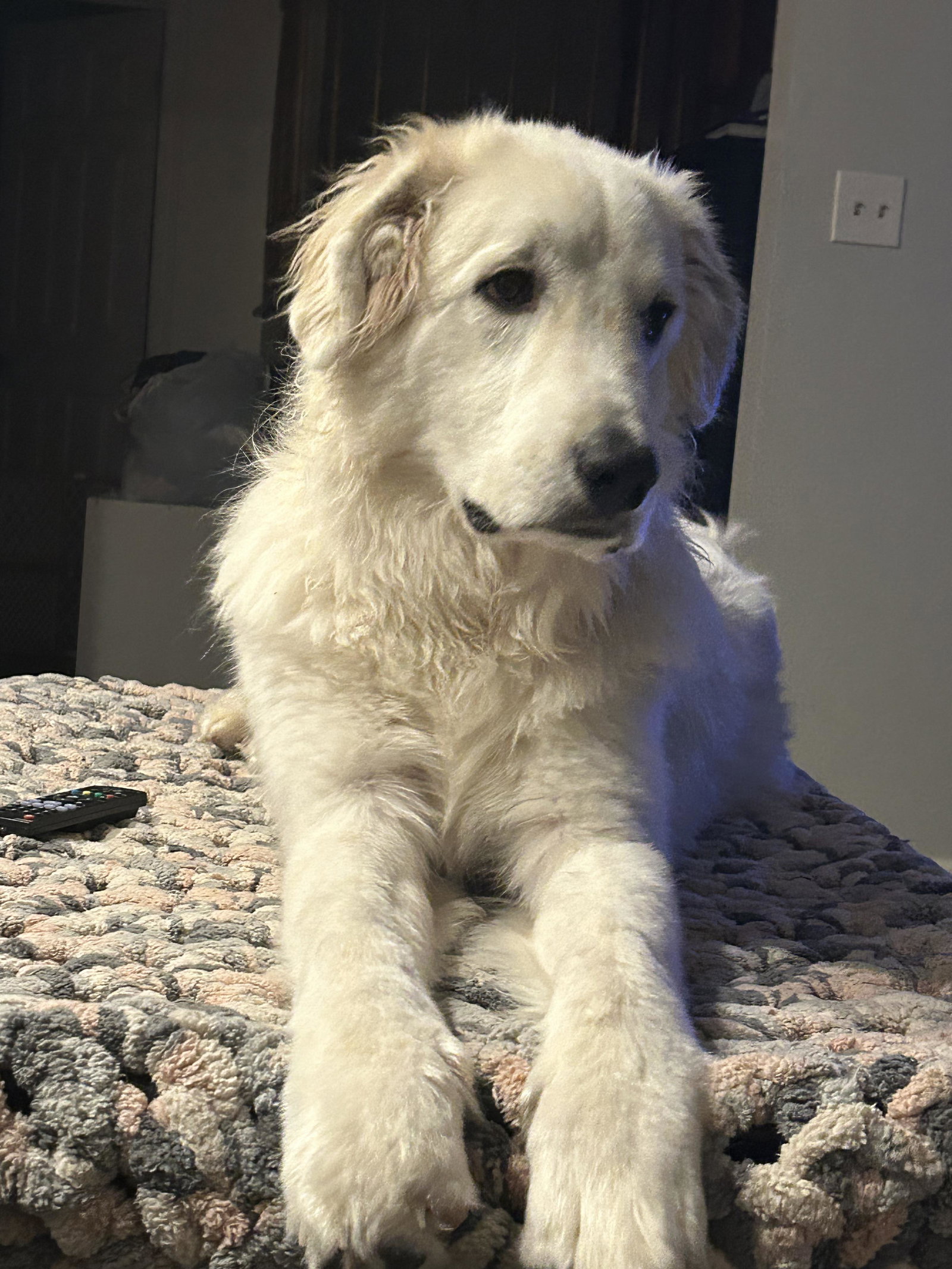 Bodhi
