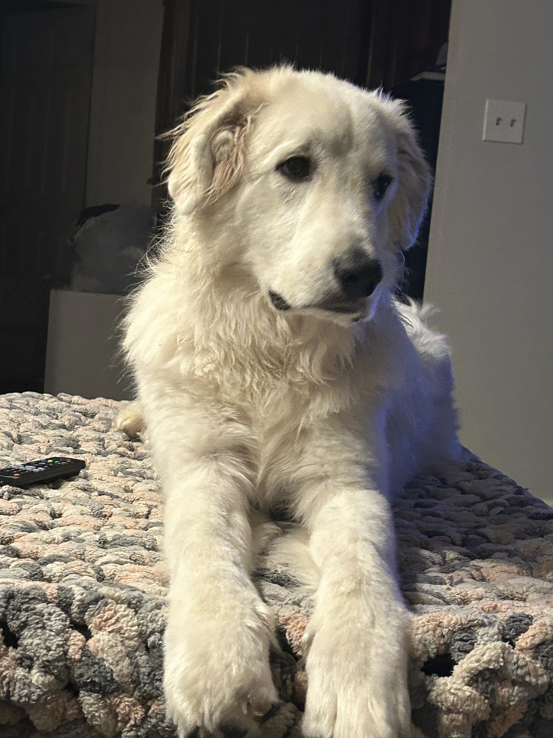 Bodhi