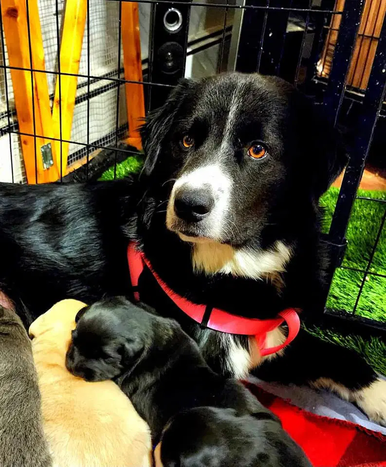 Fiona - Border Collie