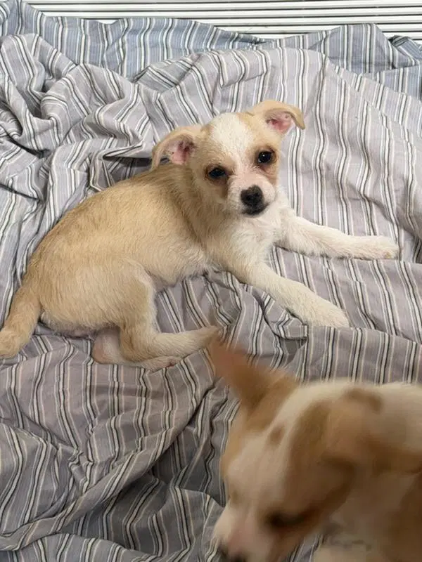 Jan - Chihuahua