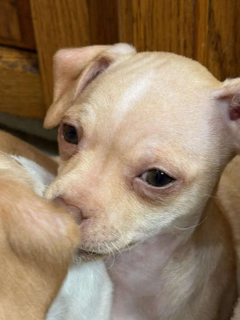 Cindy - Chihuahua