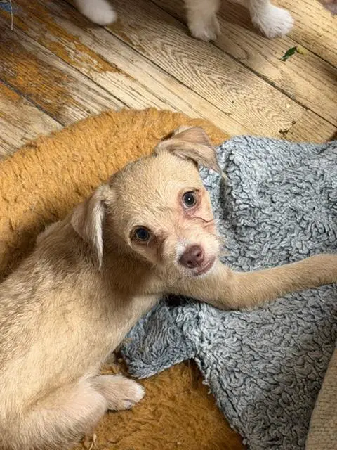 Peter - Chihuahua