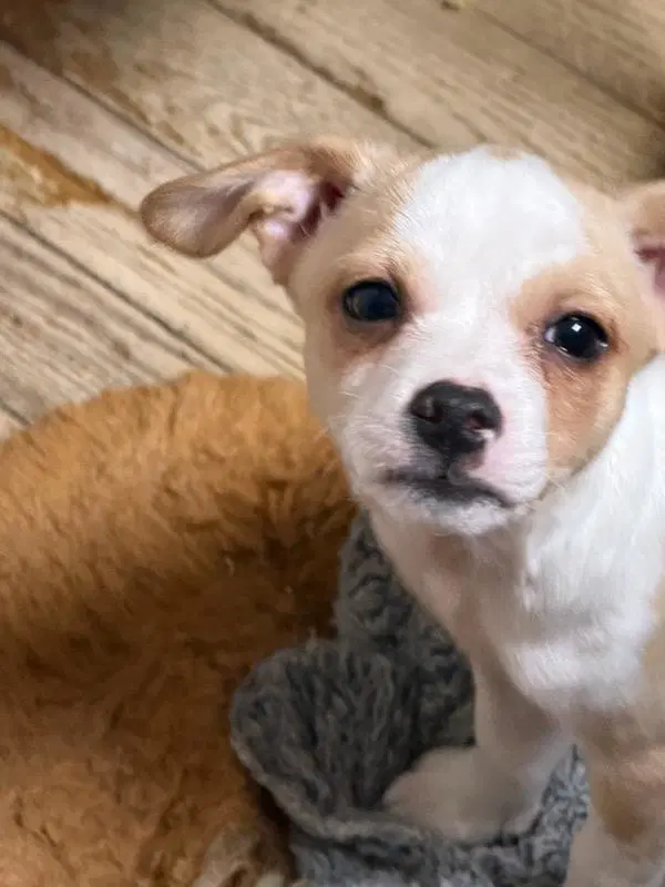 Bobby - Chihuahua