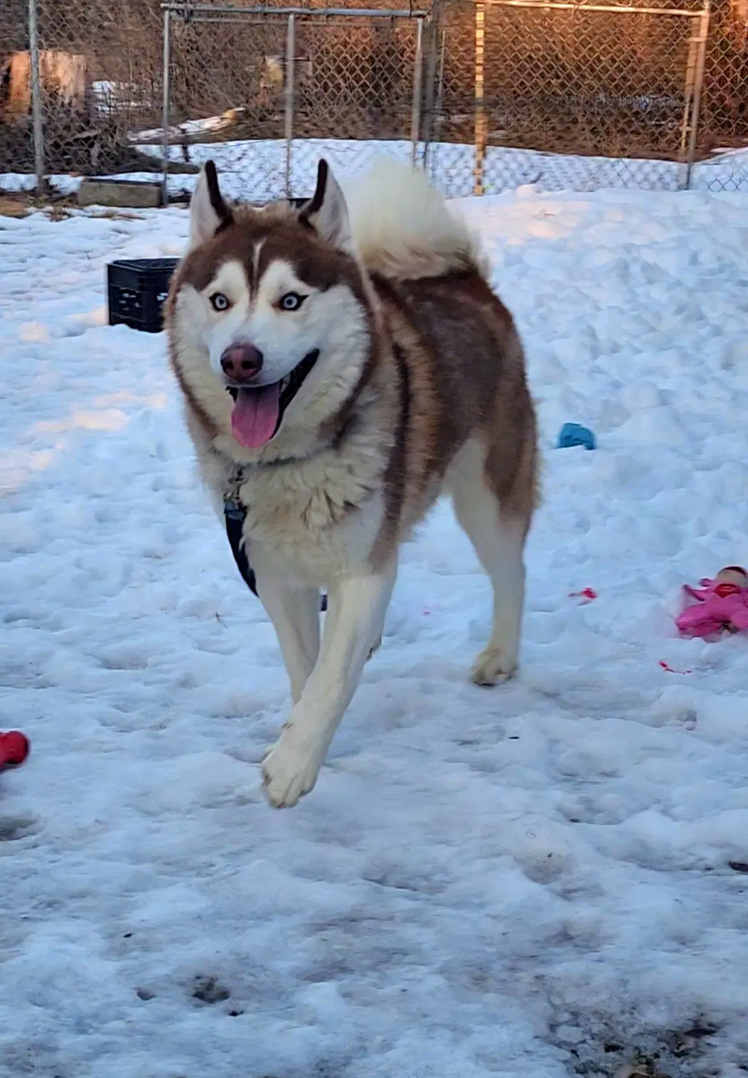 Milo - Siberian Husky