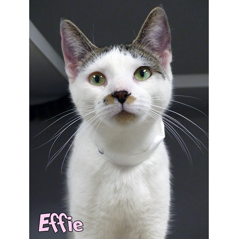 adoptable Cat in Mason, MI named Effie @PSP