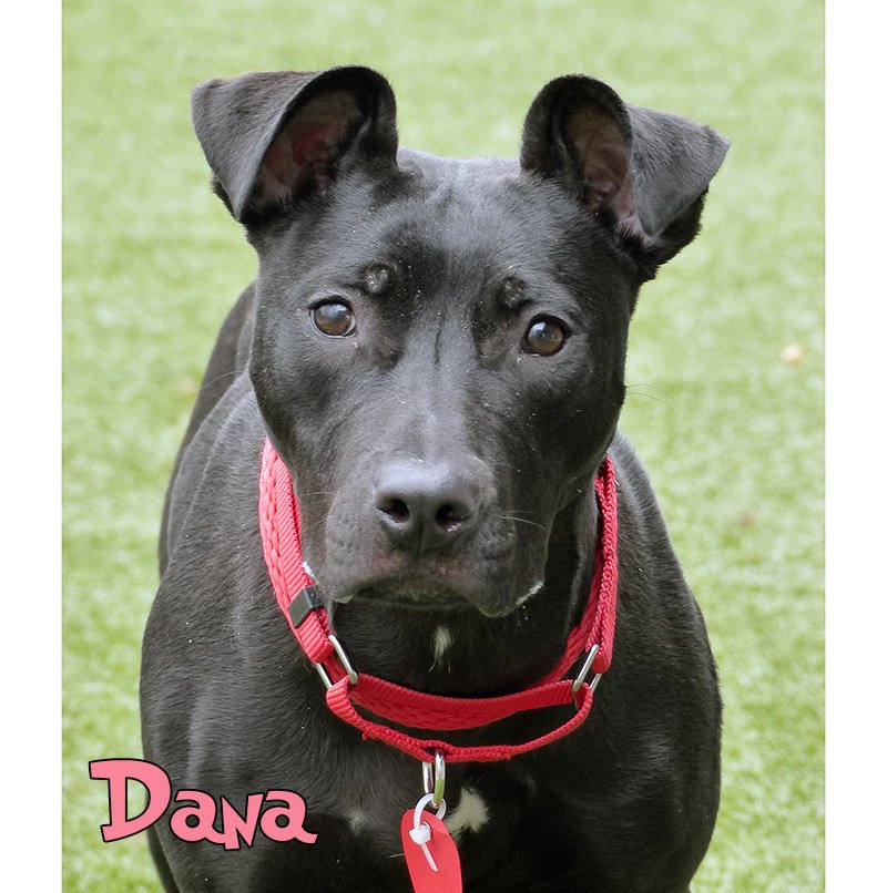 adoptable Dog in Mason, MI named Dana