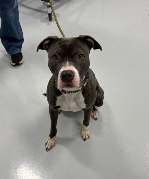 Zoey, an adoptable Pit Bull Terrier in Bourbonnais, IL