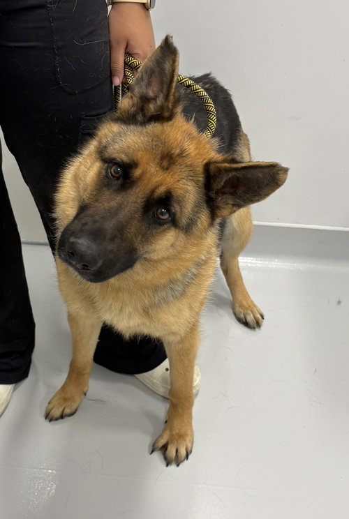 Daffodil, an adoptable German Shepherd Dog in Bourbonnais, IL