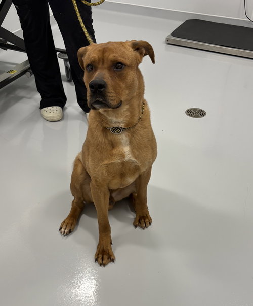 Clifford, an adoptable Retriever in Bourbonnais, IL