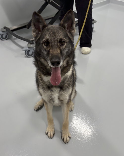Sandy, an adoptable Shepherd in Bourbonnais, IL