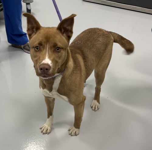 Landry, an adoptable Australian Kelpie in Bourbonnais, IL