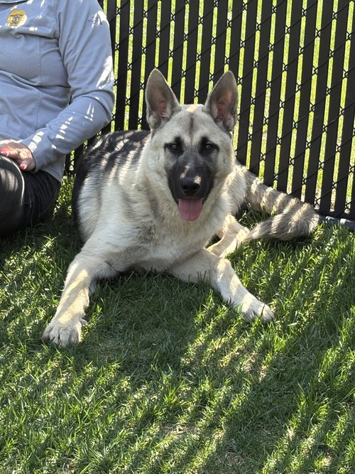 Ranger, an adoptable German Shepherd Dog in Bourbonnais, IL